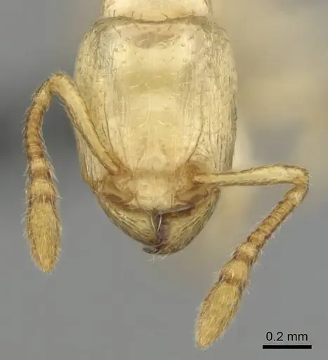 Tetramorium warreni specimen CASENT0257201 image casent0257201_3