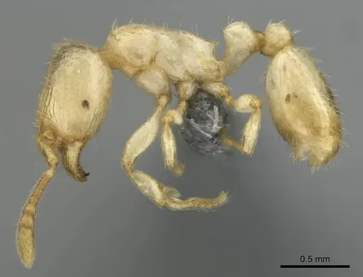 Tetramorium warreni specimen CASENT0257201 image casent0257201_4