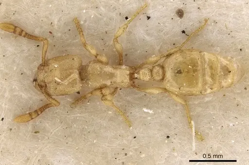 Tetramorium warreni specimen CASENT0280903 image casent0280903_1