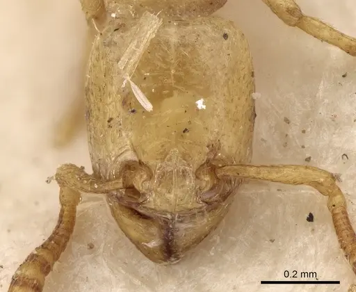 Tetramorium warreni specimen CASENT0280903 image casent0280903_2