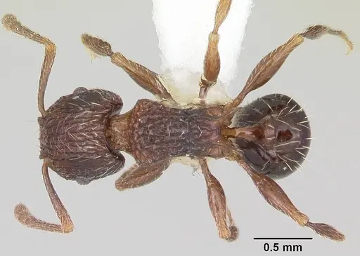 Tetramorium weitzeckeri specimen CASENT0103295 image casent0103295_1