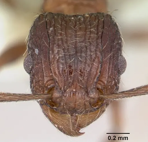Tetramorium weitzeckeri specimen CASENT0103295 image casent0103295_2