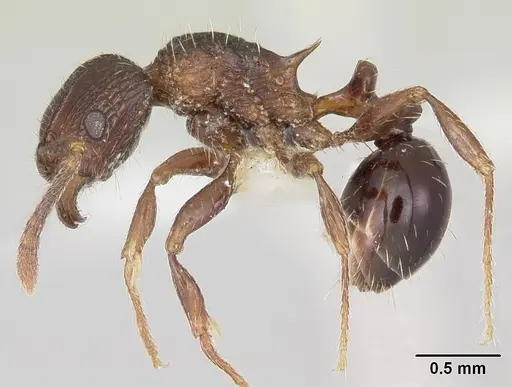 Tetramorium weitzeckeri specimen CASENT0103295 image casent0103295_3