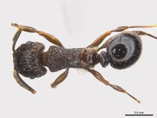 Tetramorium weitzeckeri specimen CASENT0217060 image casent0217060_1