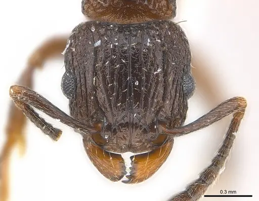 Tetramorium weitzeckeri specimen CASENT0217060 image casent0217060_2