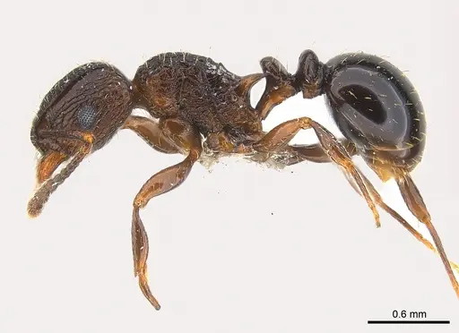 Tetramorium weitzeckeri specimen CASENT0217060 image casent0217060_3