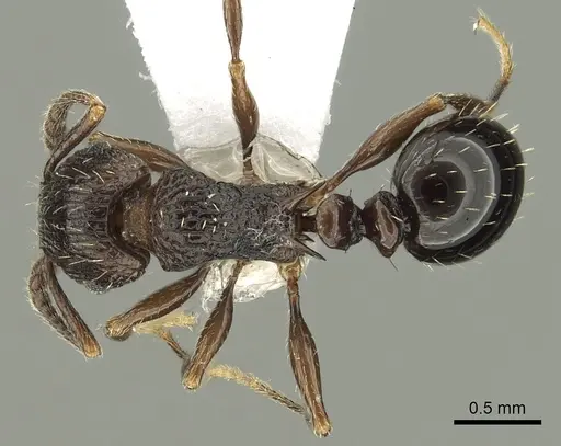 Tetramorium weitzeckeri specimen CASENT0217231 image casent0217231_1
