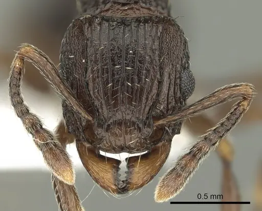 Tetramorium weitzeckeri specimen CASENT0217231 image casent0217231_2