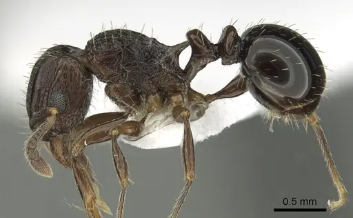 Tetramorium weitzeckeri specimen CASENT0217231 image casent0217231_3