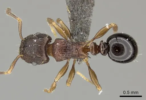 Tetramorium weitzeckeri specimen CASENT0235814 image casent0235814_1