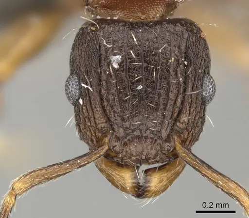 Tetramorium weitzeckeri specimen CASENT0235814 image casent0235814_2