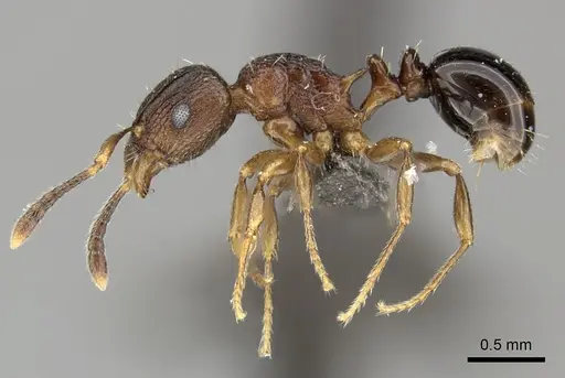 Tetramorium weitzeckeri specimen CASENT0235814 image casent0235814_4