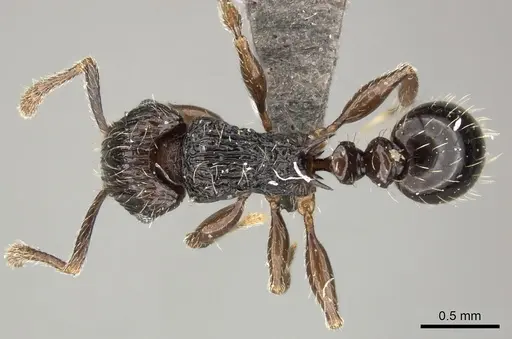 Tetramorium weitzeckeri specimen CASENT0235816 image casent0235816_1