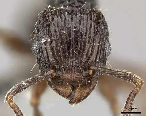 Tetramorium weitzeckeri specimen CASENT0235816 image casent0235816_2