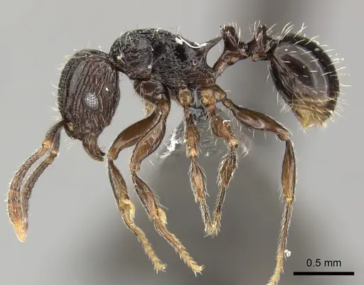 Tetramorium weitzeckeri specimen CASENT0235816 image casent0235816_3