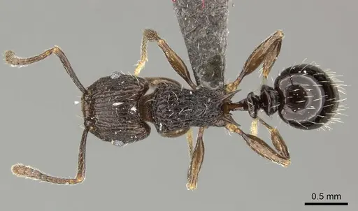 Tetramorium weitzeckeri specimen CASENT0235817 image casent0235817_1