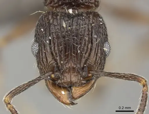 Tetramorium weitzeckeri specimen CASENT0235817 image casent0235817_2