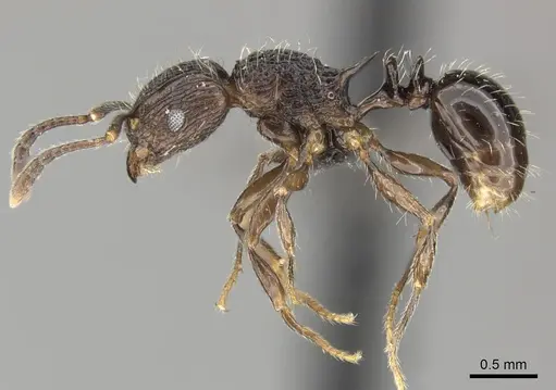 Tetramorium weitzeckeri specimen CASENT0235817 image casent0235817_3