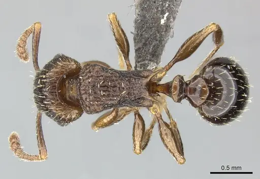 Tetramorium weitzeckeri specimen CASENT0249013 image casent0249013_1