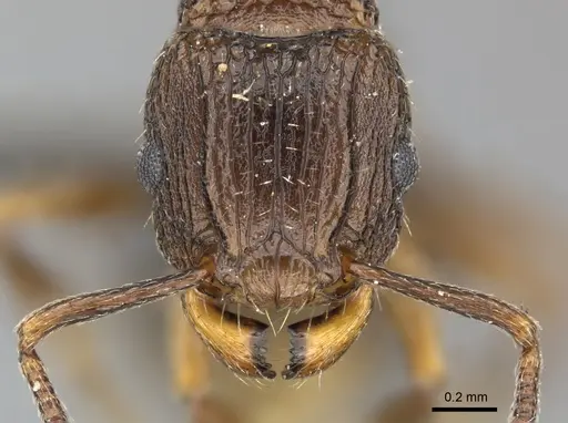 Tetramorium weitzeckeri specimen CASENT0249013 image casent0249013_2