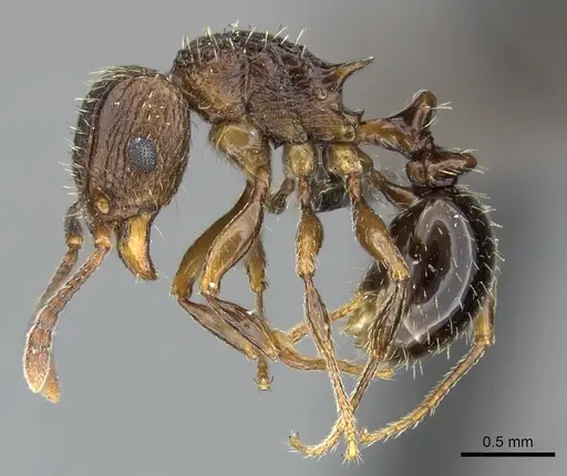 Tetramorium weitzeckeri specimen CASENT0249013 image casent0249013_3