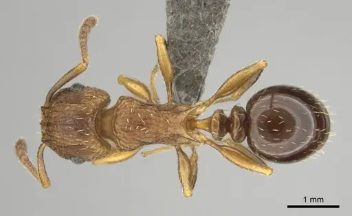 Tetramorium weitzeckeri specimen CASENT0253642 image casent0253642_1