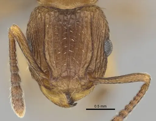 Tetramorium weitzeckeri specimen CASENT0253642 image casent0253642_2