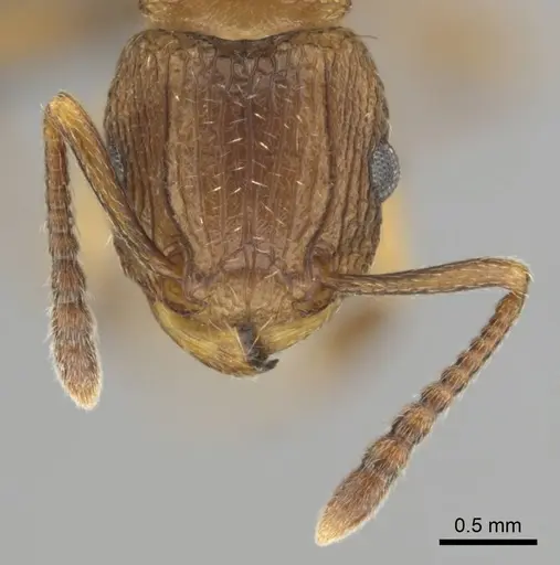 Tetramorium weitzeckeri specimen CASENT0253642 image casent0253642_3