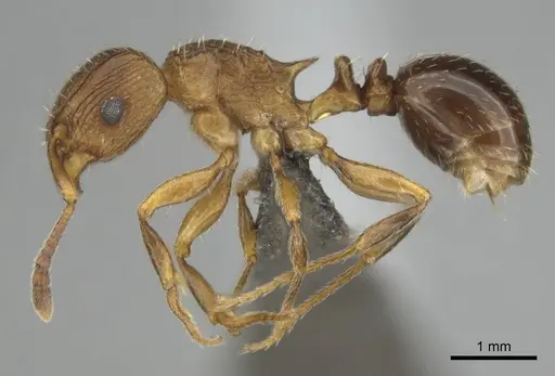 Tetramorium weitzeckeri specimen CASENT0253642 image casent0253642_4