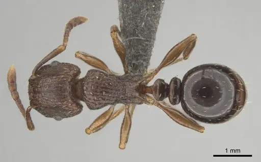 Tetramorium weitzeckeri specimen CASENT0253654 image casent0253654_1