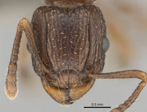 Tetramorium weitzeckeri specimen CASENT0253654 image casent0253654_2