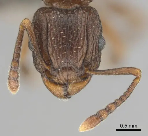 Tetramorium weitzeckeri specimen CASENT0253654 image casent0253654_3