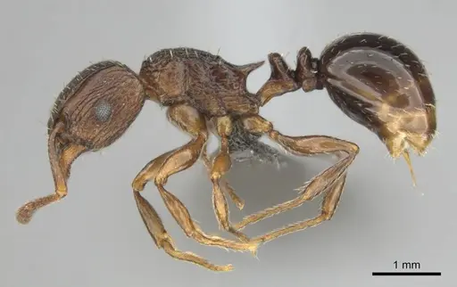 Tetramorium weitzeckeri specimen CASENT0253654 image casent0253654_4