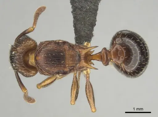 Tetramorium weitzeckeri specimen CASENT0257069 image casent0257069_1