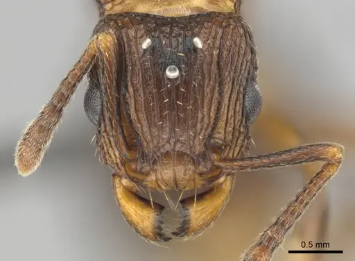 Tetramorium weitzeckeri specimen CASENT0257069 image casent0257069_2