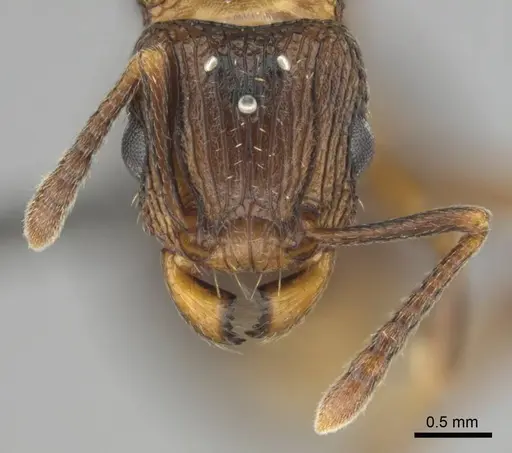 Tetramorium weitzeckeri specimen CASENT0257069 image casent0257069_3