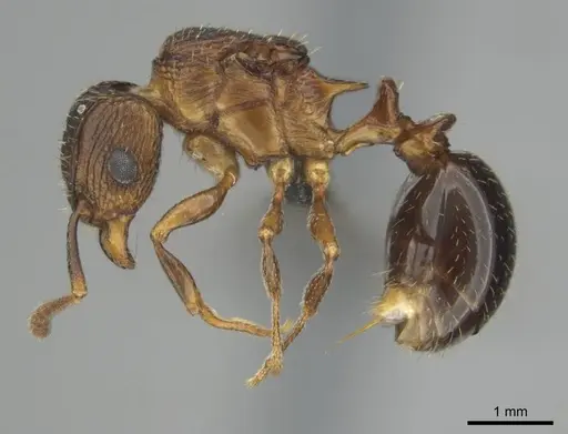 Tetramorium weitzeckeri specimen CASENT0257069 image casent0257069_4