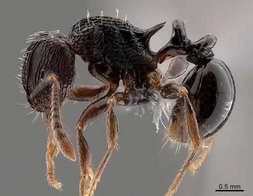 Tetramorium weitzeckeri specimen CASENT0775452 image casent0775452_1