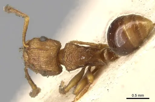 Tetramorium weitzeckeri specimen CASENT0901175 image casent0901175_1