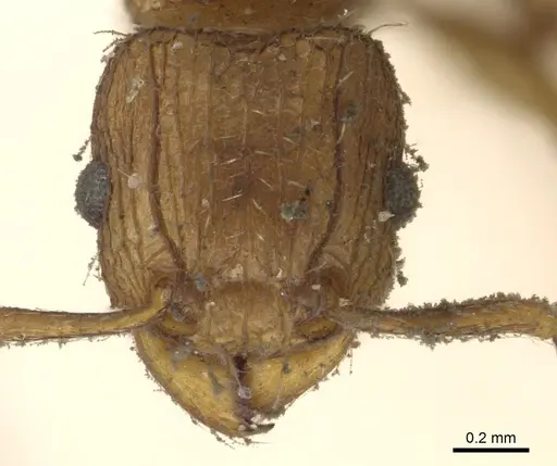 Tetramorium weitzeckeri specimen CASENT0901175 image casent0901175_2