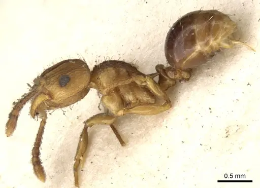 Tetramorium weitzeckeri specimen CASENT0901175 image casent0901175_3