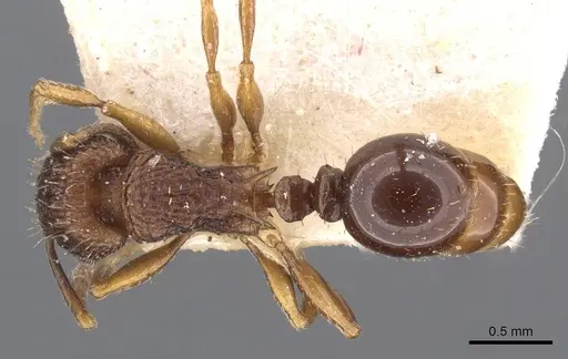 Tetramorium weitzeckeri specimen CASENT0909180 image casent0909180_1