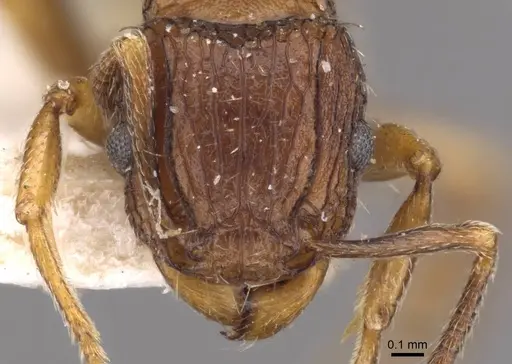 Tetramorium weitzeckeri specimen CASENT0909180 image casent0909180_2