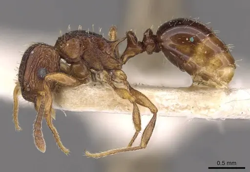 Tetramorium weitzeckeri specimen CASENT0909180 image casent0909180_3