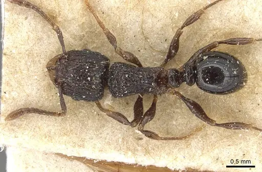 Tetramorium weitzeckeri specimen CASENT0915094 image casent0915094_1