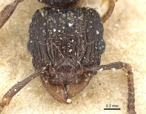 Tetramorium weitzeckeri specimen CASENT0915094 image casent0915094_2
