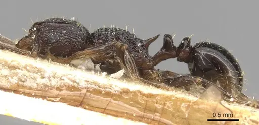Tetramorium weitzeckeri specimen CASENT0915094 image casent0915094_3