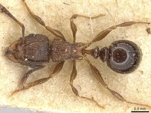 Tetramorium weitzeckeri specimen CASENT0915095 image casent0915095_1