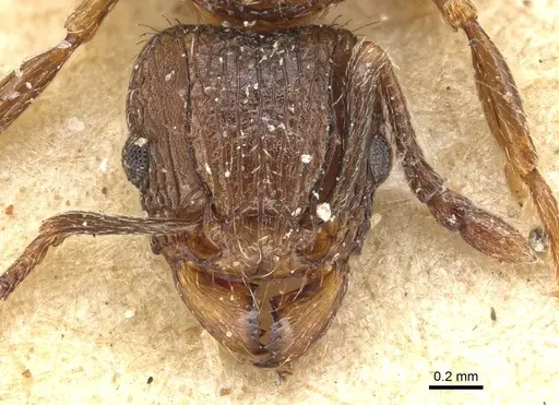 Tetramorium weitzeckeri specimen CASENT0915095 image casent0915095_2