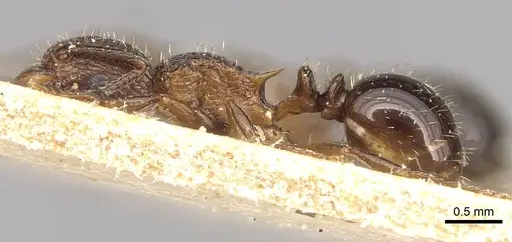 Tetramorium weitzeckeri specimen CASENT0915095 image casent0915095_3